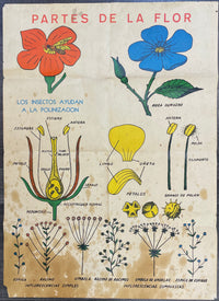 Vintage Partes De La Flor Mexican Educational Poster 1930’s-60’s - $8K APR w/CoA APR57