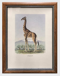 Georges-Frédéric Cuvier “Giraffe Femelle” C.1890 Hand Colored Etching - $800 APR Value w/ CoA! + APR 57