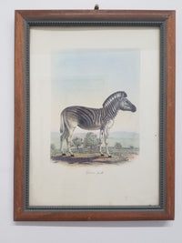 FREDERIC CUVIER, “DAUW FEMELLE”, ANIMALS OF AFRICA COLLECTION, c. 1890, APR $800* APR 57