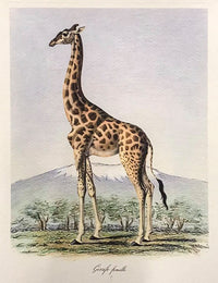 Georges-Frédéric Cuvier “Giraffe Femelle” C.1890 Hand Colored Etching - $800 APR Value w/ CoA! + APR 57