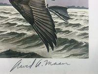 DAVID A. MAASS 1982 Canvasbacks Ducks Stamp and Print - $1.2K APR Value w/ CoA! +✓ APR 57