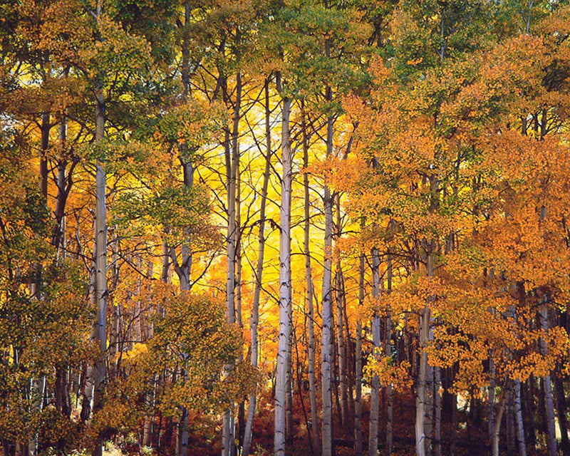 CHRISTOPHER BURKETT, “Forest Light, Colorado”, Cibachrome Photographic Print, c. 2006 - Value: $15K! * APR 57
