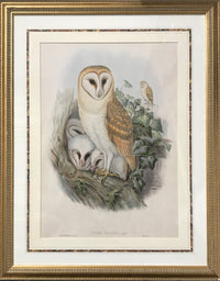 JOHN GOULD, "Strix Flammea", Original Print, c. 1873, Ornithology -  APR $6K Value!* APR 57